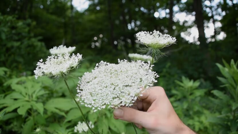 Wild Carrot, Queen Anne's Lace